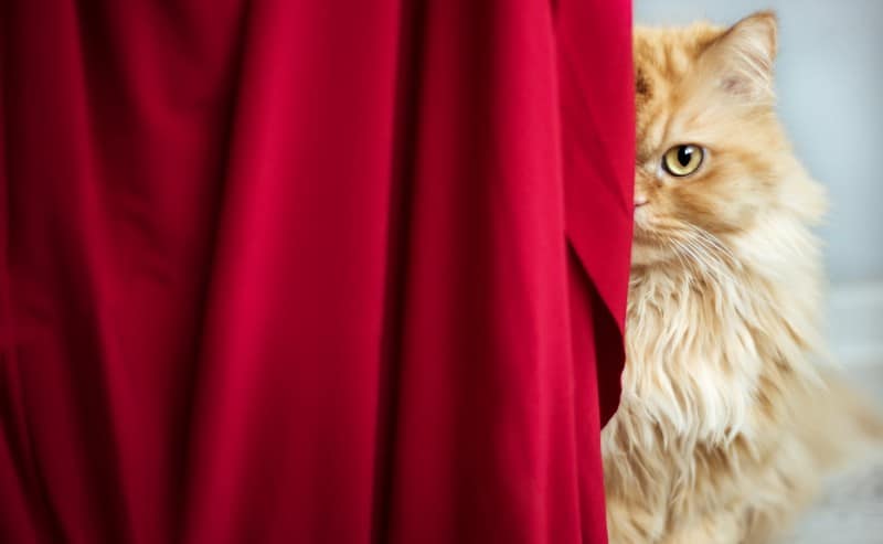 un chat roux qui se cahe derrière un rideau rouge